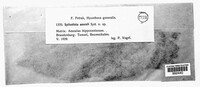 Spilosticta aesculi image